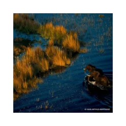 Femme Guerlain Eau De Parfum^Aqua Allegoria Forte Mandarine Basilic