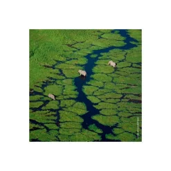 Femme Guerlain Eau De Parfum^Aqua Allegoria Herba Fresca