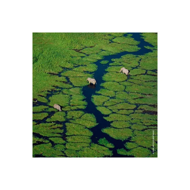 Femme Guerlain Eau De Parfum^Aqua Allegoria Herba Fresca