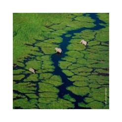 Femme Guerlain Eau De Parfum^Aqua Allegoria Mandarine Basilic