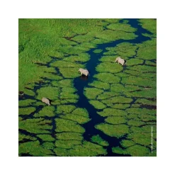 Femme Guerlain Eau De Parfum^Aqua Allegoria Nerolia Vetiver