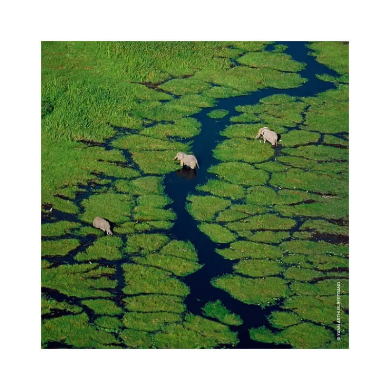 Femme Guerlain Eau De Parfum^Aqua Allegoria Nerolia Vetiver