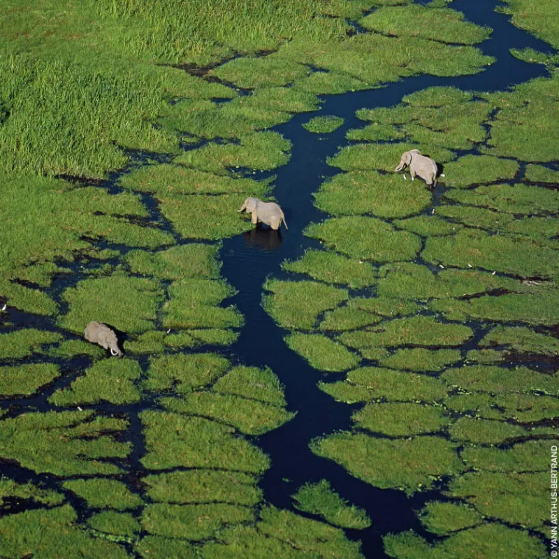 Femme Guerlain Eau De Toilette^Aqua Allegoria Rosa Verde