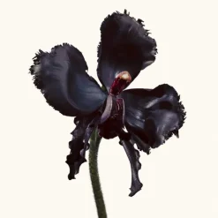 Femme Tom Ford Eau De Parfum^Black Orchid Reserve