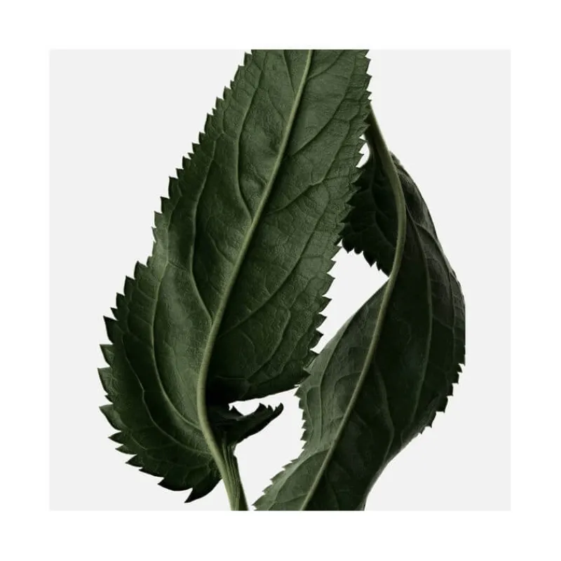 Femme Reminiscence Eau De Toilette^Le Patchouli