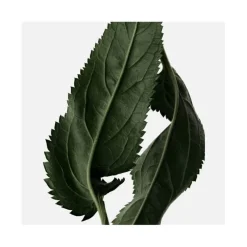 Femme Reminiscence Eau De Parfum^Le Patchouli Elixir