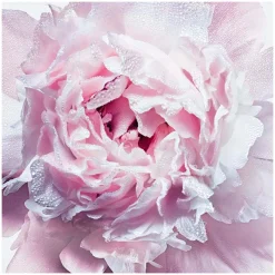 Femme Dior Corps|Déodorant^Miss