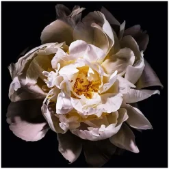 Femme Yves Saint Laurent Eau De Toilette^Mon Paris Lumière