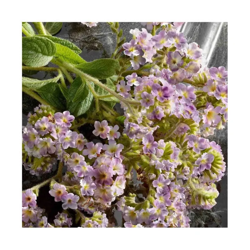 Femme Dolce&Gabbana Eau De Parfum^Q By